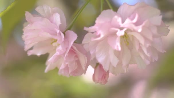 Ανθισμένο Φόντο Άνθη Κερασιάς Sakura Την Άνοιξη — Αρχείο Βίντεο