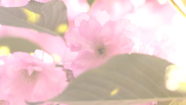 Rózsaszín Cseresznye Virágok Tavasszal Virágzó — Stock videók