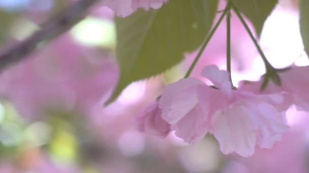 Kersenbloesems Van Vroege Bloei Tot Volle Bloei — Stockvideo