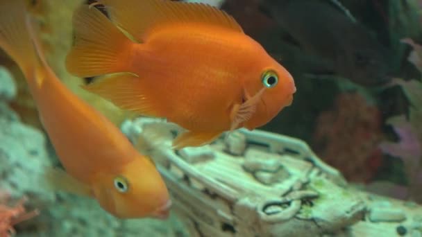 Velká Zlatá Ryba Rozmanité Jiné Ryby Plavání Uvnitř Akvária — Stock video