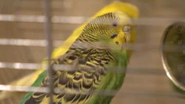 Dalgalı Papağan Bir Hayvanat Bahçesi Kafesi Bir Levrek Üzerinde Oturur