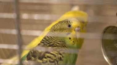 Dalgalı papağan oturur bir kafeste bir levrek üzerinde yakın çekim