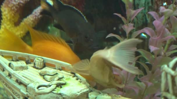 Orangefarbene Fische Schwimmen Großen Aquarium — Stockvideo