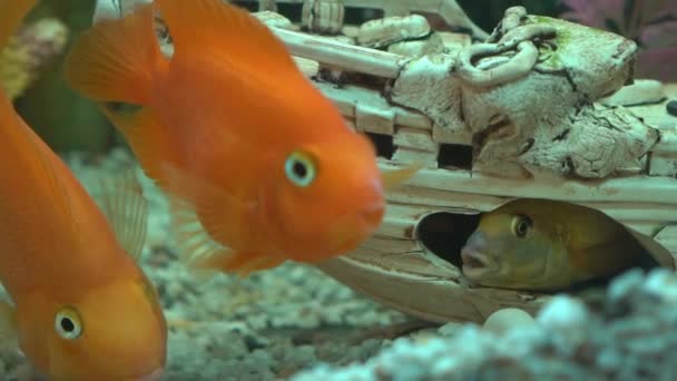 Pesci Acquario — Video Stock