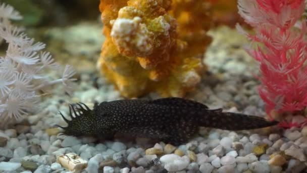 Vis Aquarium Siamese Vecht Vissen — Stockvideo