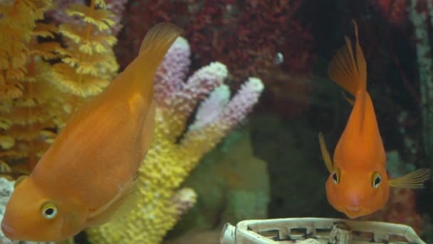 Poisson Sealife Aquarium Marin Faune Sous Marine — Video