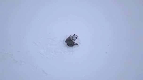 Junge Frau Spielt Winterwald Mit Schnee — Stockvideo