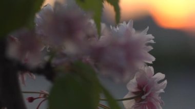 Bahçede Blooming Pembe Kiraz Çiçeği Ağacı, Geç Bahar