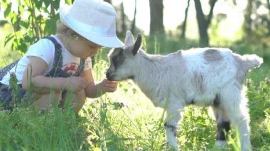 erkek bebek keçi ile çalış