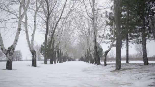 Nieve Parque Invierno Con Árboles Cubiertos Nieve — Vídeos de Stock