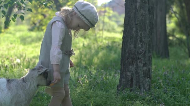 Girl Feeding White Goats — Stock Video