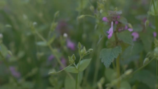 緑の草 カメラのスライダーの背景に野生の花 — ストック動画