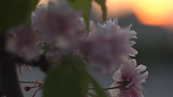 Fioritura Albero Ciliegio Rosa Giardino Tarda Primavera — Video Stock