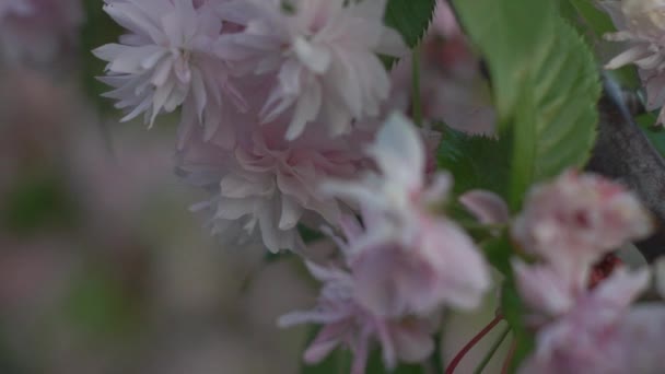 Baharda Çiçek Açan Japon Kiraz Çiçeği Ile Gün Batımı — Stok video