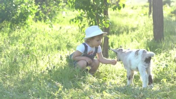 Jonge Jongen Geeft Voedsel Aan Een Schaap — Stockvideo