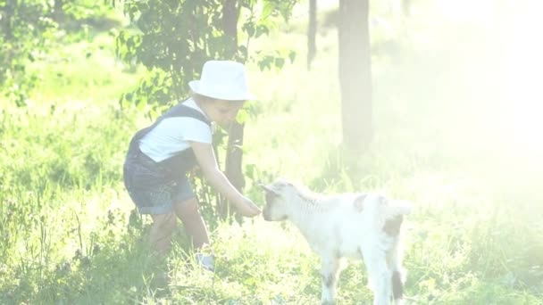 Chłopiec Dziecko Bawi Się Koza — Wideo stockowe
