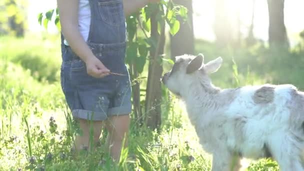 Chłopiec Dziecko Bawi Się Koza — Wideo stockowe