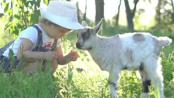 若いヤギと遊ぶ少年 — ストック動画
