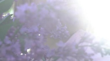 Babygirl keşfetmek çiçek leylak bush. Güzel güneşli yaz akşam