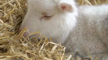 Küçük Beyaz Bebek Keçi