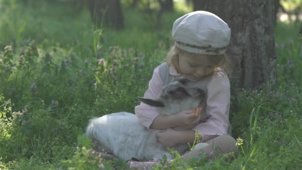 Menina Alimentando Cabras Brancas — Vídeo de Stock