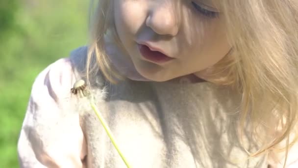 緑の芝生にタンポポの花を吹く少女 — ストック動画