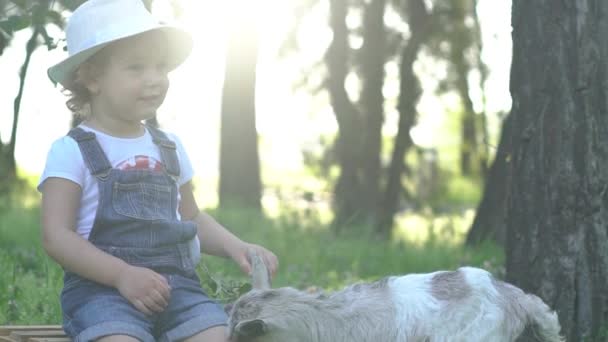 Kleine Jongen Zitten Buurt Van Witte Geit — Stockvideo