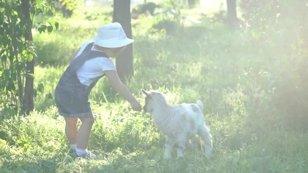 Child Little Goat — Stock Video