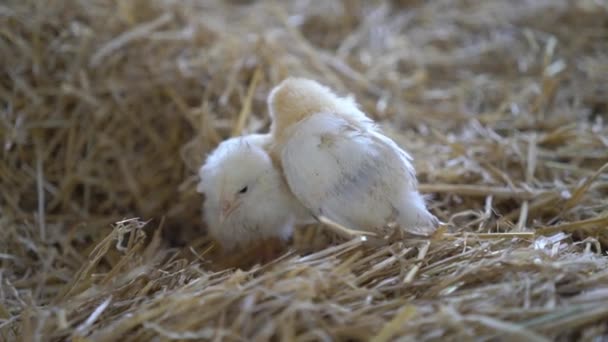 Three Little Chick Falling Asleep Hay — Stock Video