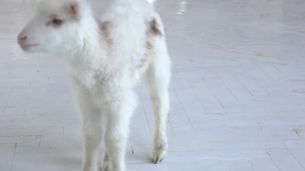 White Domestic Goat Standing Farm — Stok Video