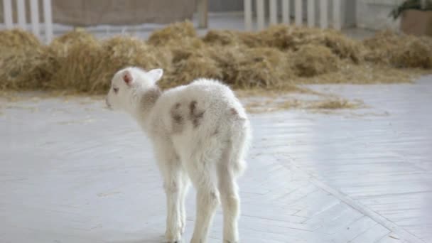 White Little Goat — Stock Video
