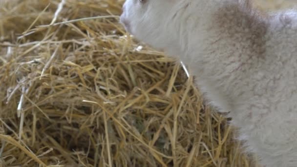 Adorable Codicioso Pequeño Bebé Cabra — Vídeos de Stock