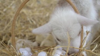 A Silly Little Bebek Keçi