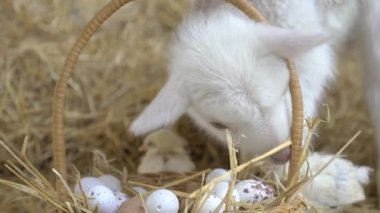 Beyaz Küçük Keçi 1