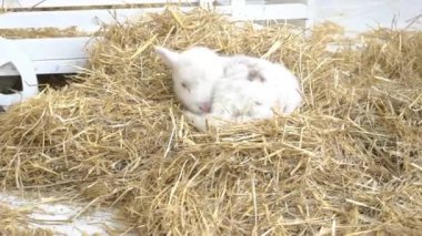 bir çiftlikte keçi