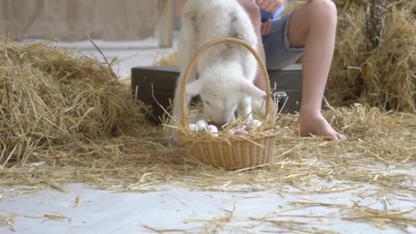 Malý Chlapec Sezení Blízko Bílého Kozla — Stock video