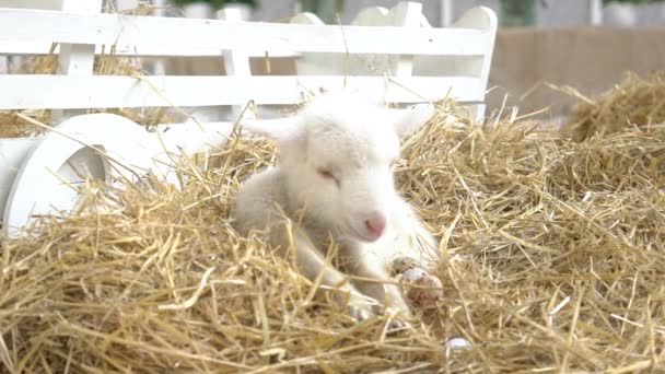 Güzel Küçük Beyaz Keçi — Stok video