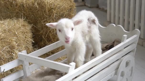 Bianco Domestico Capra Standing Fattoria — Video Stock