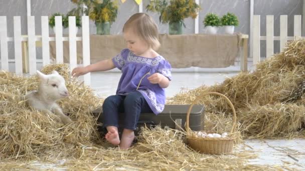 Happy Young Girl Caressing Happy Cute Kid Goat — Stock Video