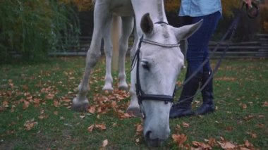 4k Genç Kadın Onun Güzel Beyaz At için Umurunda