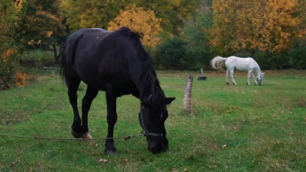 Mouvement Lent Deux Chevaux Mangeant Herbe — Video