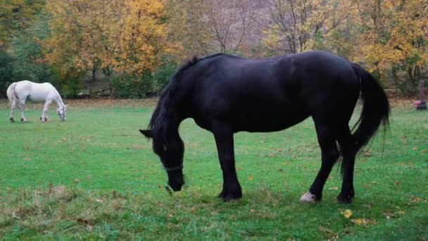 Chevaux bruns blancs en temps réel mangeant de l'herbe dans le ranch 