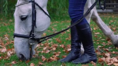Yavaş Hareket Genç Kadın Onun Güzel Beyaz At için Umurunda