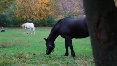 Gerçek Zamanlı Beyaz Ve Siyah Atlar Yeşil Mera otlatma
