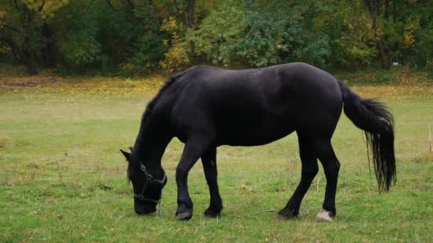 Mouvement lent : Superbe pâturage de chevaux brun foncé sur le champ de prairie 