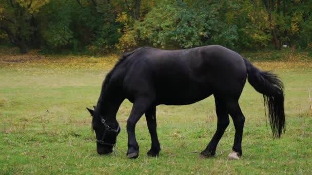 Zeitlupe Betäubendes Dunkelbraunes Pferd Weidet Auf Wiese — Stockvideo