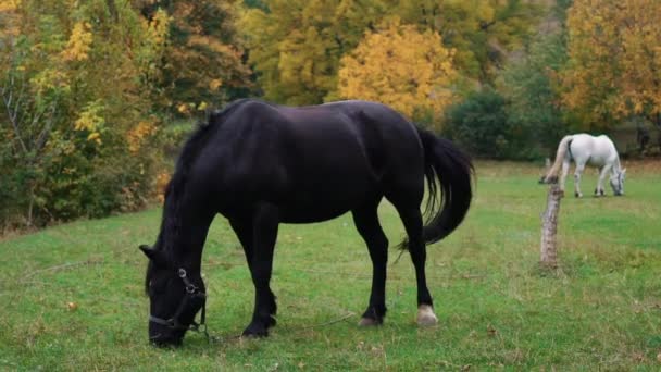 Real Tid Hästar Utfodring Gräs Utomhus Äng — Stockvideo