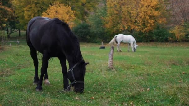 Deux Chevaux Debout Dans Pâturage Temps Réel — Video