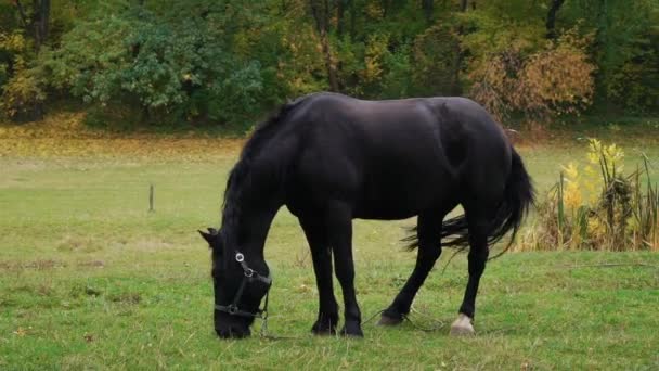 Real Time Beautiful Black Horse Grazes — Stock Video