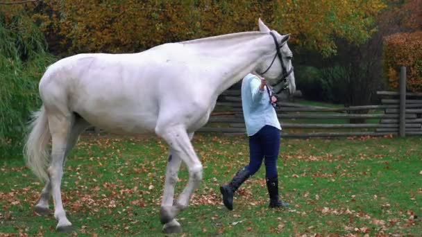 Tempo Reale Bella Ragazza Cavalcando Cavallo Intorno — Video Stock